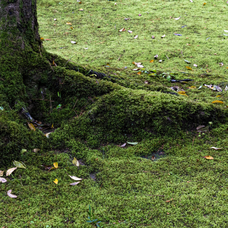 苔と木の根 / Moss and tree roots