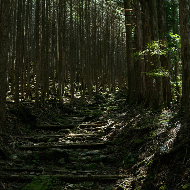 熊野古道大雲取越の上り / Kumano Kodo Okumotori-goe Ascent