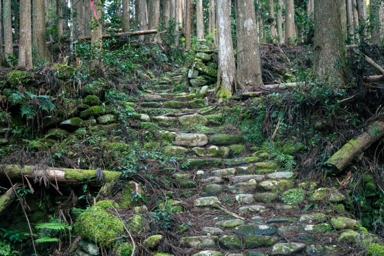 熊野古道小雲取越の苔生した石段 / Moss-covered stone steps of Kumano Kodo Kogumotorigoe