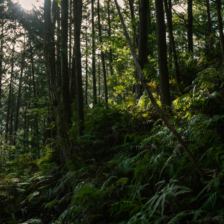 森の中で降り注ぐ朝日 / Morning sun pouring down in the forest