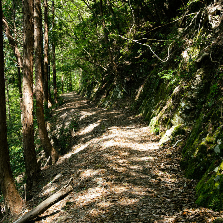 森の中の道 / path in the forest