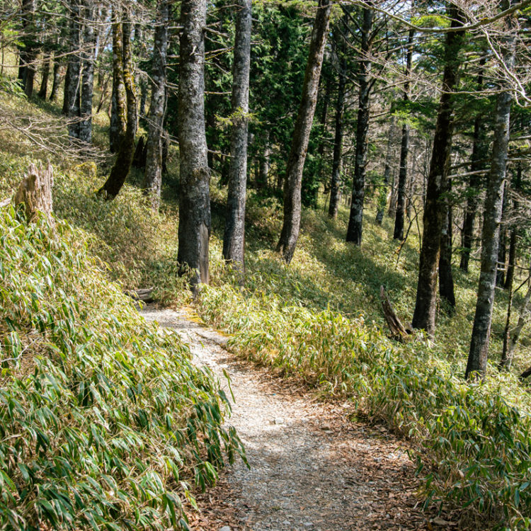 大台ヶ原のハイキング / Hiking in Odaigahara