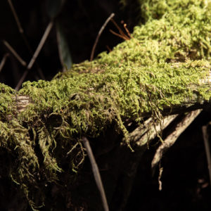 苔と倒木 / Moss and fallen trees<L>