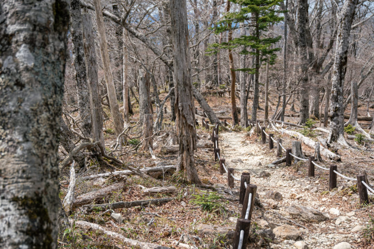 枯れ木の中の小道 / Paths in the dead trees