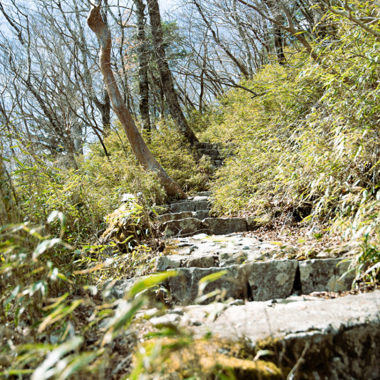笹に覆われた石段を登る / Climbing stone steps covered with bamboo grass