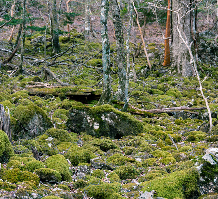 苔の森 / Forest of moss