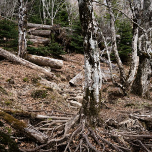 苔が幹に生える白い木 / White tree with moss growing on the trunk<XL>