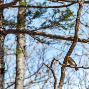 じっと見つめる枝に止まった鳥 / Staring bird perches on branch＜L＞