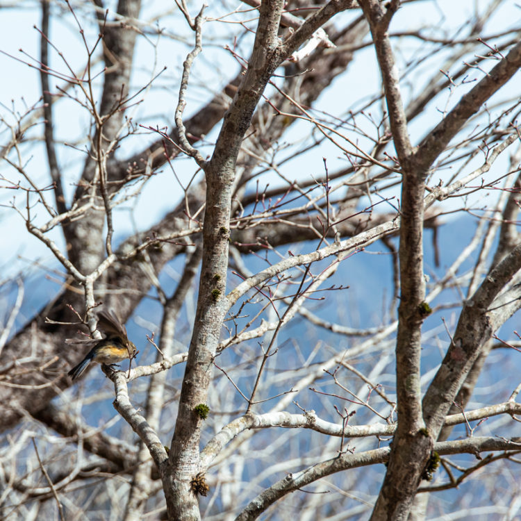枝に止まる瞬間の鳥 / Bird at the moment of perching on a branch