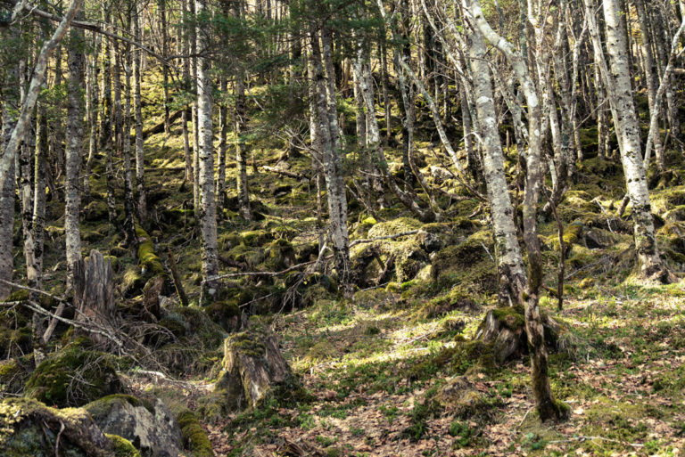 白樺と苔 / Birch and moss