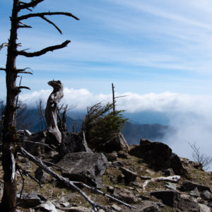 雲と立ち枯れの木 / Clouds and standing dead trees＜L＞