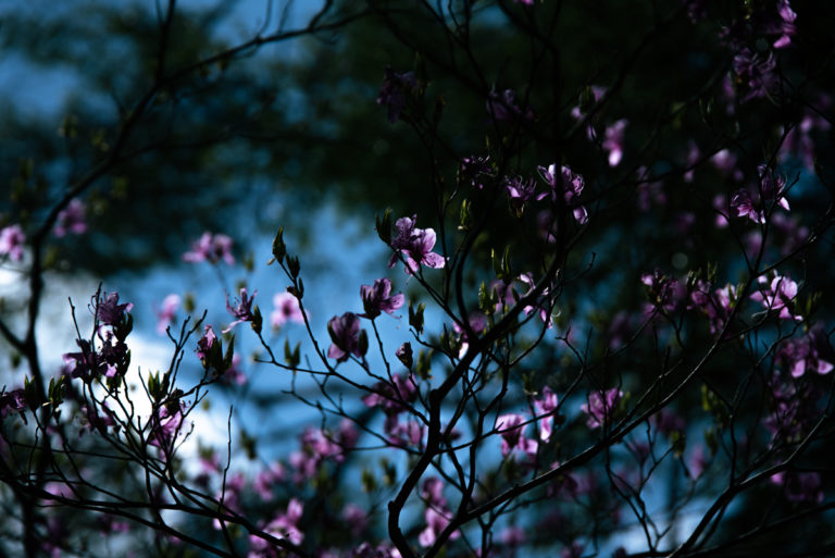 光に透ける花びら / Petals shining through the light
