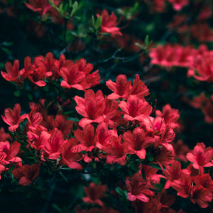 美しく咲く赤いツツジ / Beautiful red azaleas in bloom＜XL＞