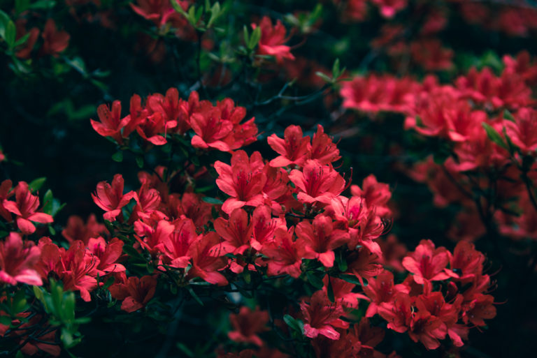 美しく咲く赤いツツジ / Beautiful red azaleas in bloom