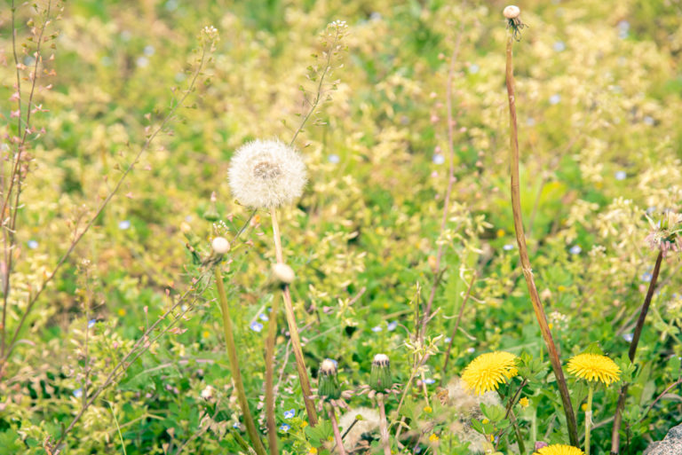 たんぽぽの花と綿毛 / Dandelion flowers and cotton wool