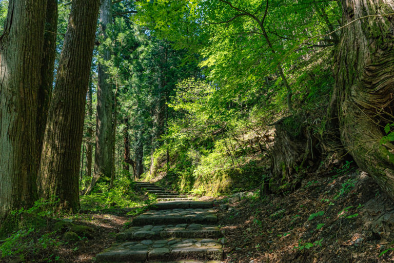 新緑の小道 / Fresh green pathways