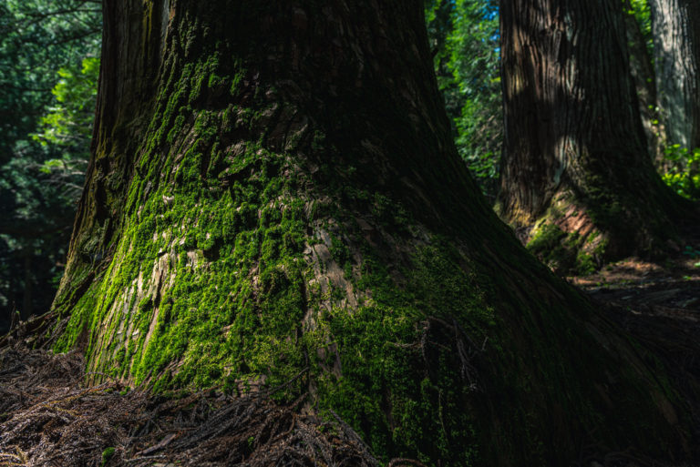 大木と苔 / Large trees and moss