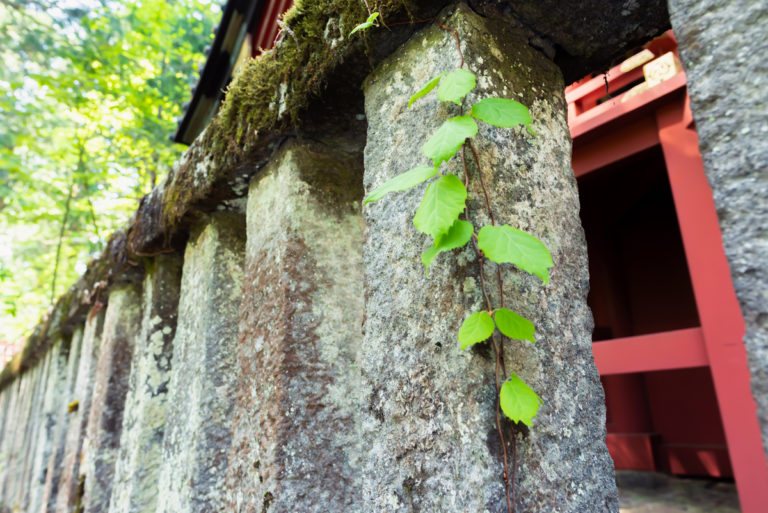 石柱と蔦 / stone pillar and ivy