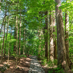 緑の中を歩く / Walking through the greenery＜L＞