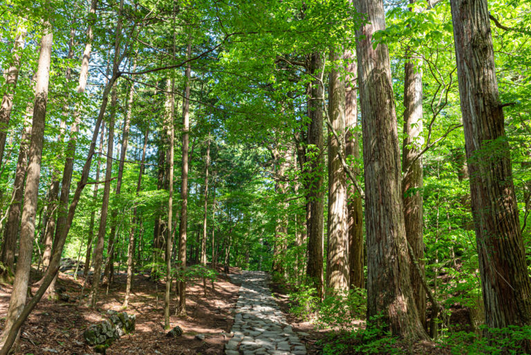緑の中を歩く / Walking through the greenery