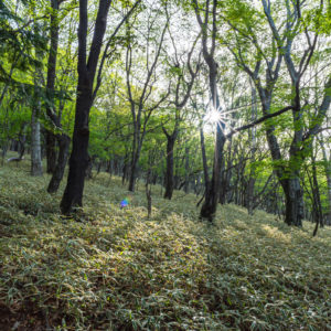 笹と太陽 / Bamboos and the Sun<L>