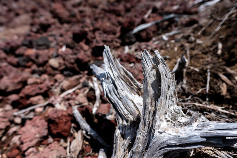 乾燥した倒木の根 / Roots of dry fallen trees