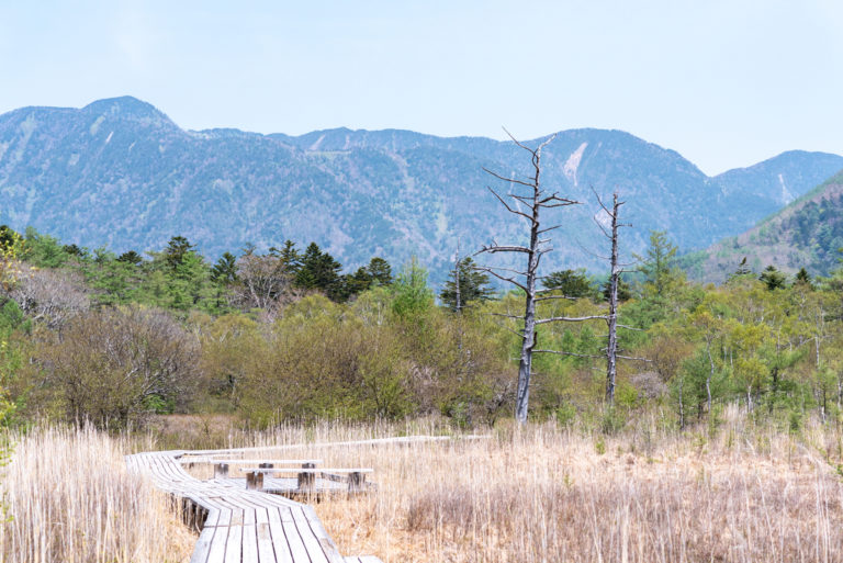 戦場ヶ原の木道と立ち枯れた木 / Wooden paths and standing dead trees in Senjogahara