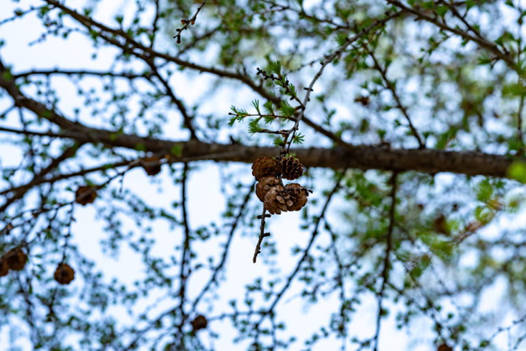 枝についている松ぼっくり / Pine cones on branches