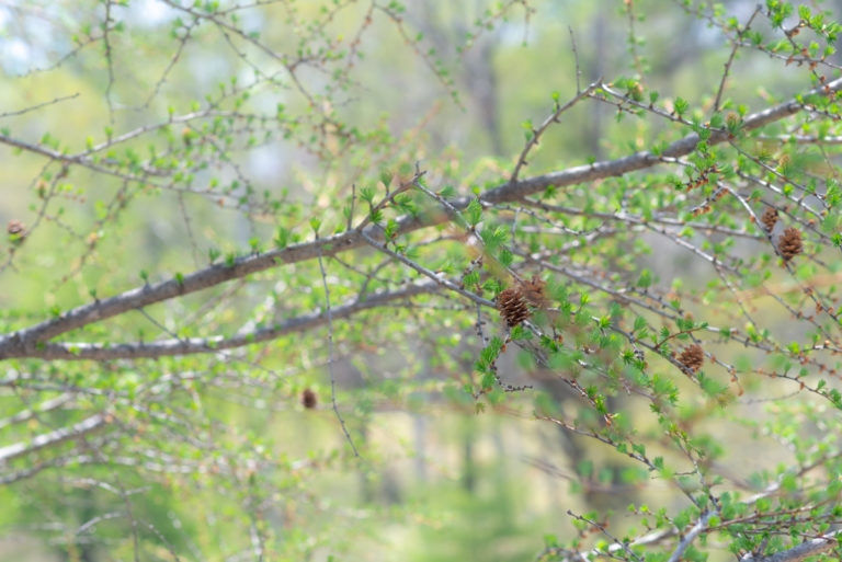 優しい光の中の松ぼっくり / Pine cones in gentle light