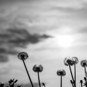 たんぽぽの綿毛 / dandelion fluff＜L＞