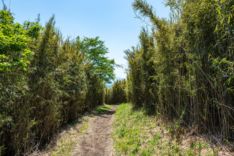 晴れの日の登山と背の高い笹 / trail on a sunny day and tall bamboo grass