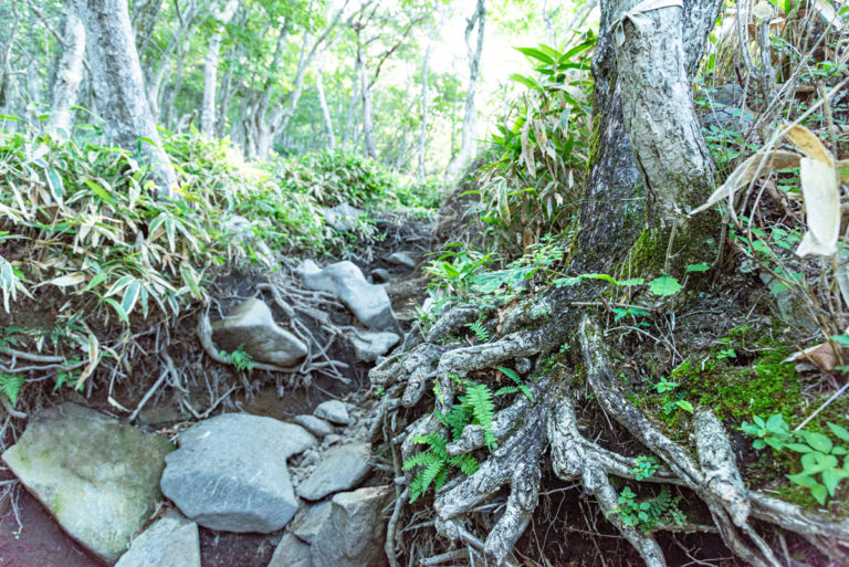 木の根と登山道 / Tree roots and trails