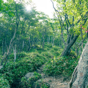 緑の中を歩く / Walking in the green＜L＞