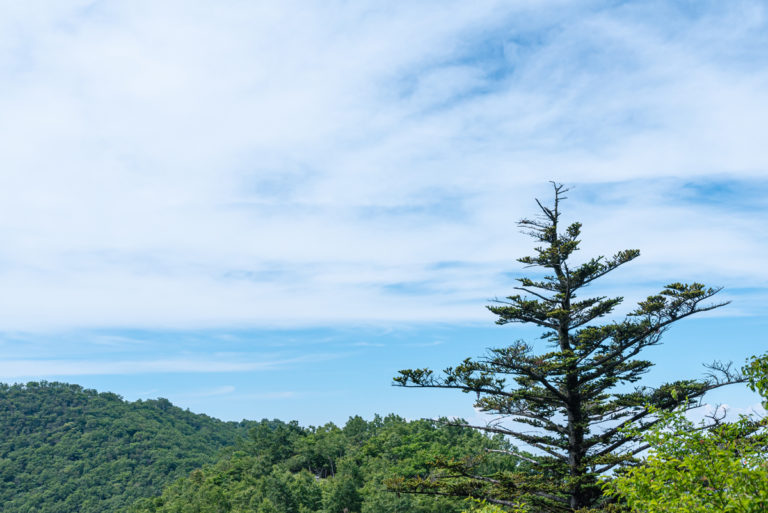木と雲 / a tree and clouds