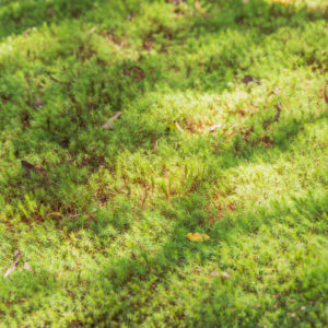 ふわふわの苔に当たる陽光 / Sunlight hitting fluffy moss＜L＞