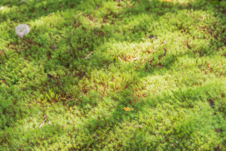 ふわふわの苔に当たる陽光 / Sunlight hitting fluffy moss
