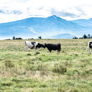 美ヶ原高原の牛 / Cows in Utsukushigahara Plateau＜L＞