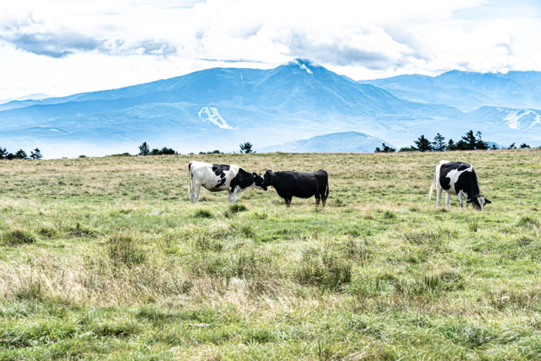 美ヶ原高原の牛 / Cows in Utsukushigahara Plateau