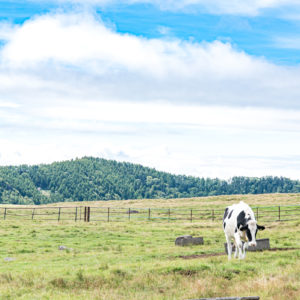 美ヶ原高原を歩く牛 / a cow walking on the Utsukushigahara Plateau＜L＞