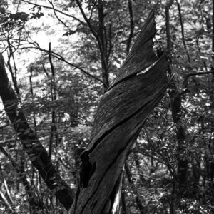 ねじれた亀裂の入った朽ちた木 / Dead tree with twisted crack＜L＞