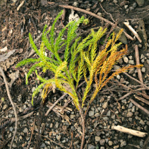 グラデーションがかった落ち葉 / Fallen leaves with gradation<L>