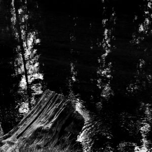 静寂の波紋と朽ち木 / Silent Ripples and Weathered Wood<L>