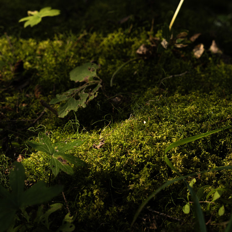 木漏れ日に輝く森の苔と下草 / Sunlit Moss and Forest Undergrowth