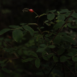 静寂の森に宿るローズヒップ / Silent Forest's Rose Hip<L>