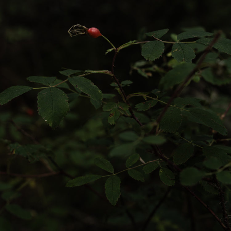 静寂の森に宿るローズヒップ / Silent Forest’s Rose Hip