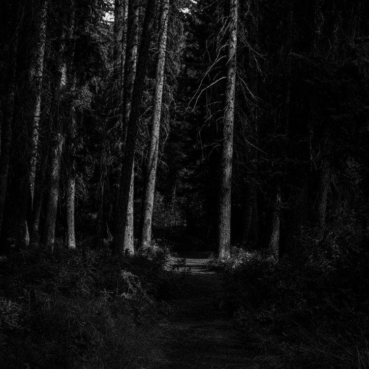 光を浴びた木々に出会う/ Encountering Light-Bathed Trees on the Path