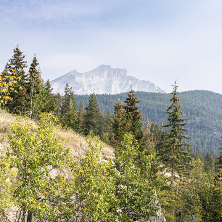バンフ国立公園のカスケード山と針葉樹林を背に走るロードバイクのサイクリスト