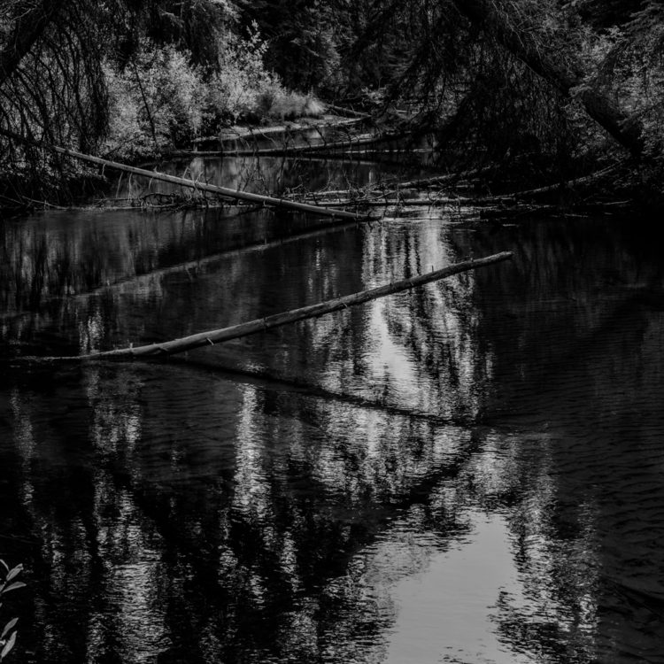 バンフ国立公園フェンランド・トレイルの小川と倒木が織りなす静寂