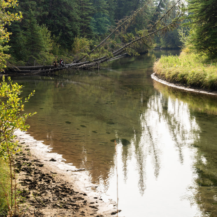 フェンランド・トレイルの水辺と倒木