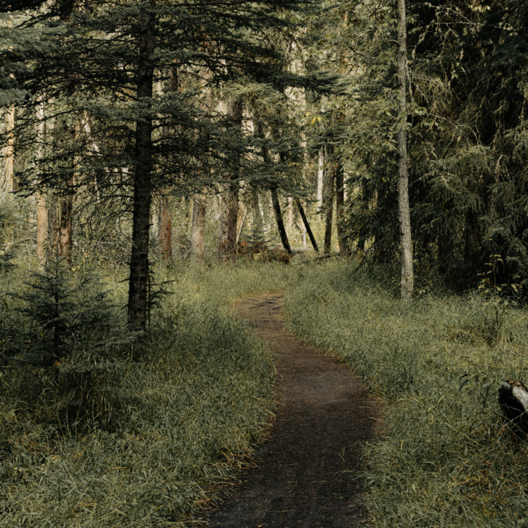 バンフ国立公園 フェンランド・トレイルの静かな森の小道